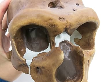 ネアンデルタール人　頭蓋骨　標本　模型　頭蓋骨彫刻 　レア　コレクション Amazon | ネアンデルタール人の頭骨骨を忠実に再現した模型